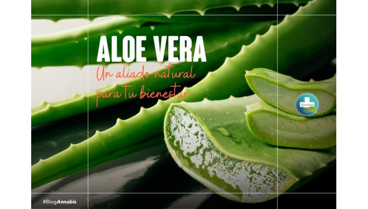 Aloe vera un aliado natural para tu bienestar